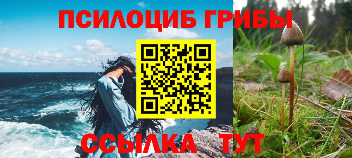 Галлюциногенные грибы Psilocybine cubensis  Вход с VPN  Глазов 